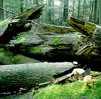 Rezerwat buk�w Rad�cin