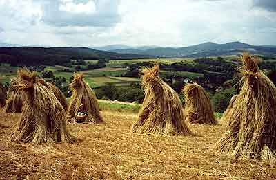 Czy polska wie� wykorzysta tradycyjne rolnictwo, czy p�jdzie drog� wielkotowarowej  produkcji?