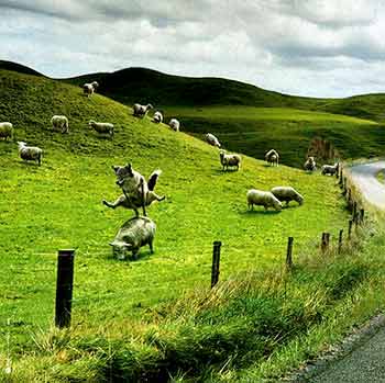 Owieczki s� zabawne...