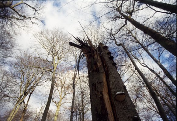 Korony buków w Rezerwacie Radęcin. Foto Marek Czasnojć