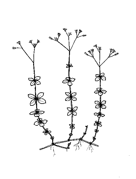 Rozmiar: 5511 bajt�w