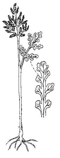 Botrychium Matricariifolium