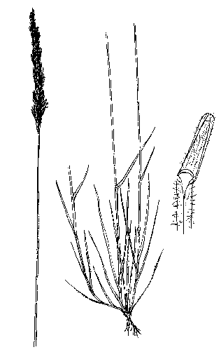 Strzplica nadobna