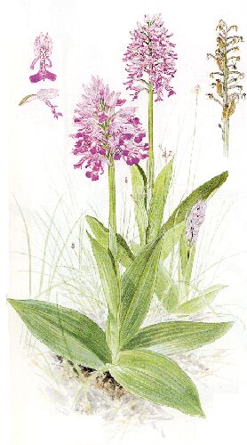Storczyk kukawka. Rycina z: Bo Mossberg, lennart Stenberg, Gyldendals store nordiske flora.