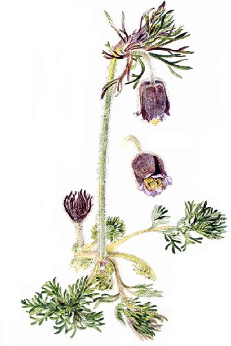 sasanka kowa. Rycina z: Bo Mossberg, lennart Stenberg, Gyldendals store nordiske flora.