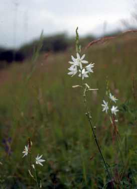 pajcznica liliowata